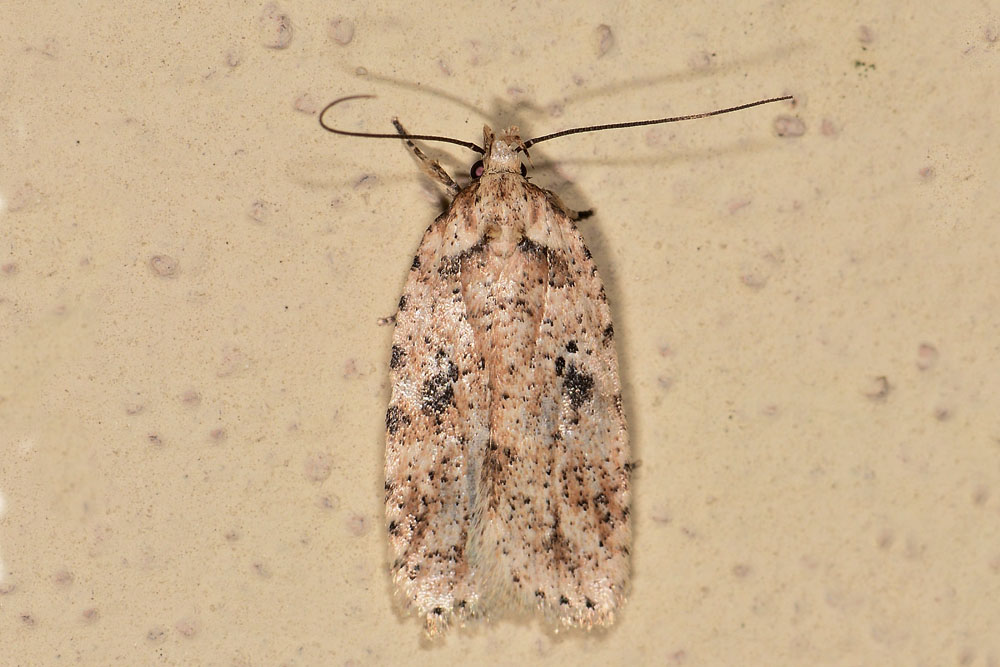 Agonopterix arenella